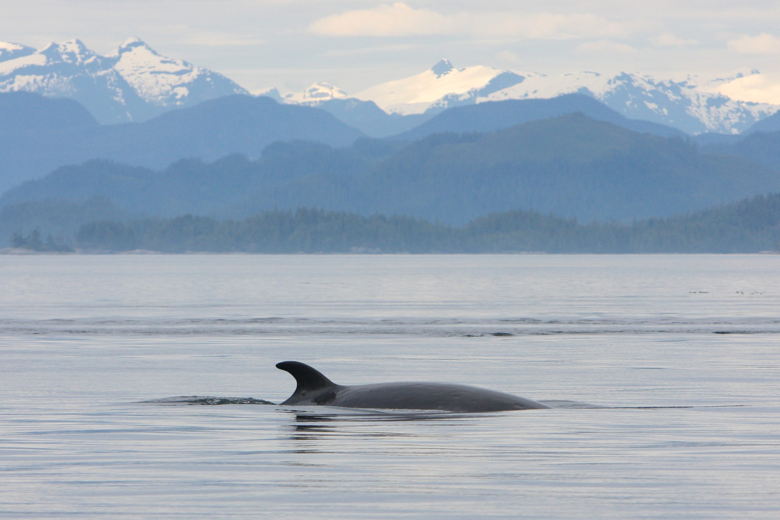 M003 also known as Galaxy in Queen Charlotte Strait off northeastern Vancouver Island during summer. Galaxy has also been observed in Washington state on several occasions during spring and autumn.
