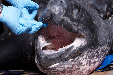 Awe-inspiring! Papillae in the Leatherback's very long esophagus that are designed for a life of eating jellies. Source: